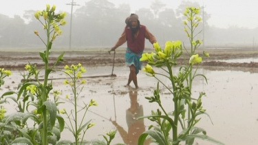 শীতে বিপাকে চলতি ইরি-বোরো মৌসুমের কৃষকরা 