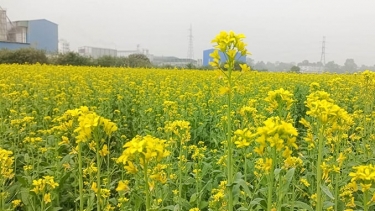 ব্রাহ্মণবাড়িয়ায় সরিষার বাম্পার ফলনের আশা