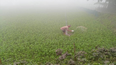 পঞ্চগড়ে ১০ ডিগ্রি তাপমাত্রা